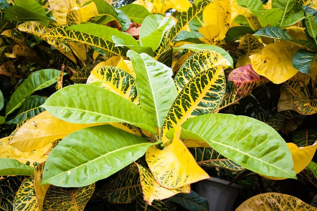 Croton