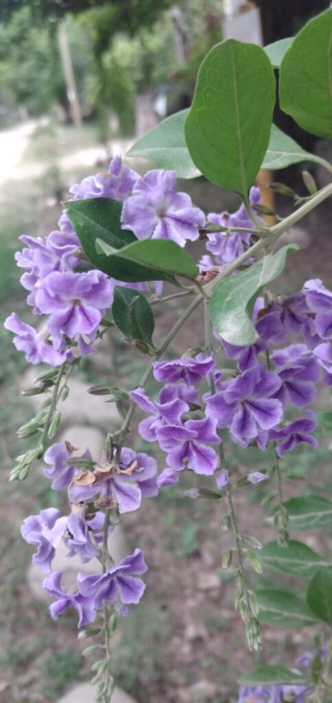 Duranta