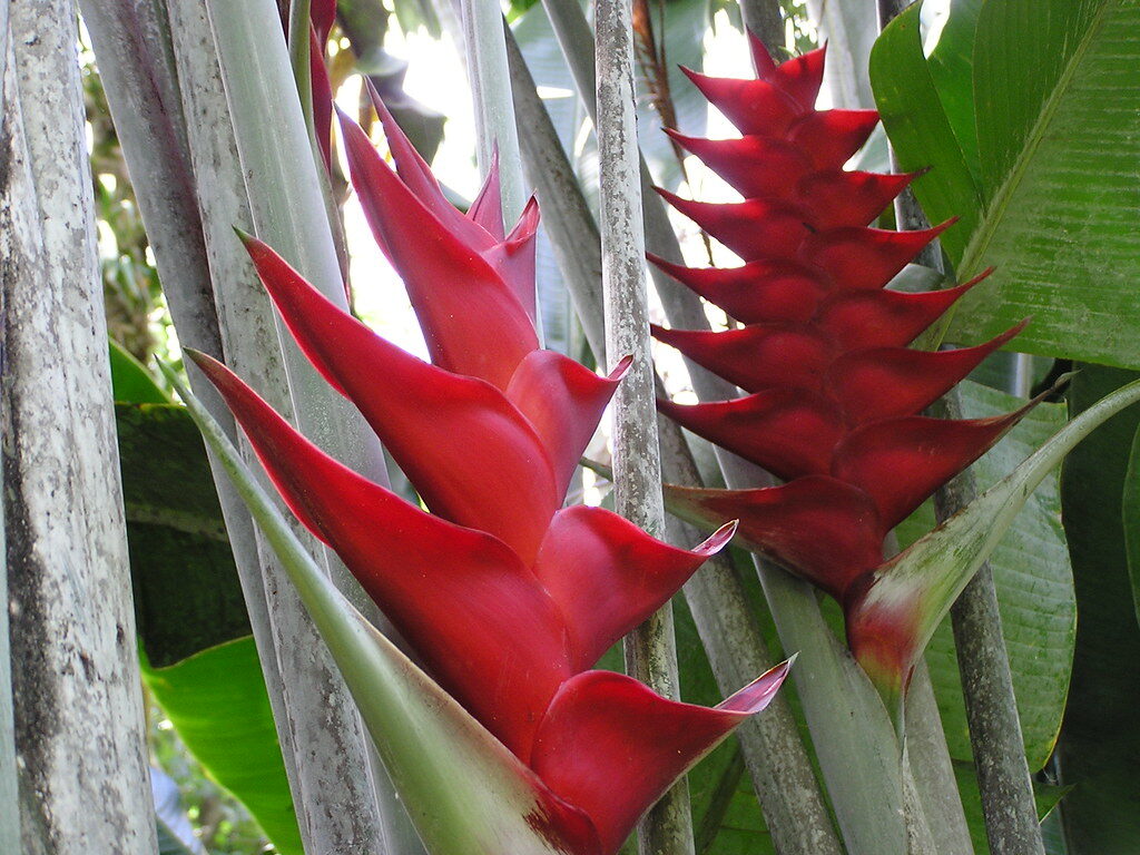 Heliconia