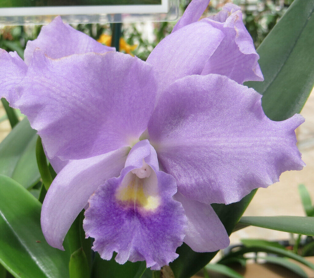 Orquídea Cattleya