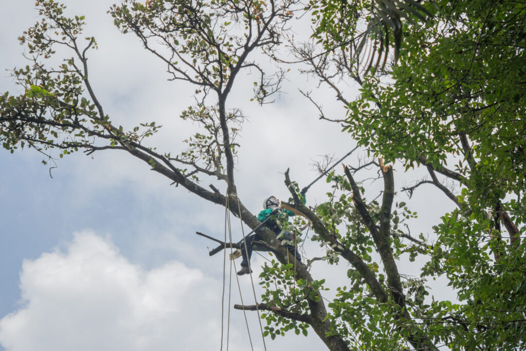 Trabajo en altura en árboles